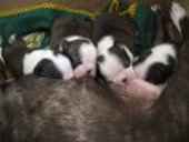 Ajubiri Boston Terriers